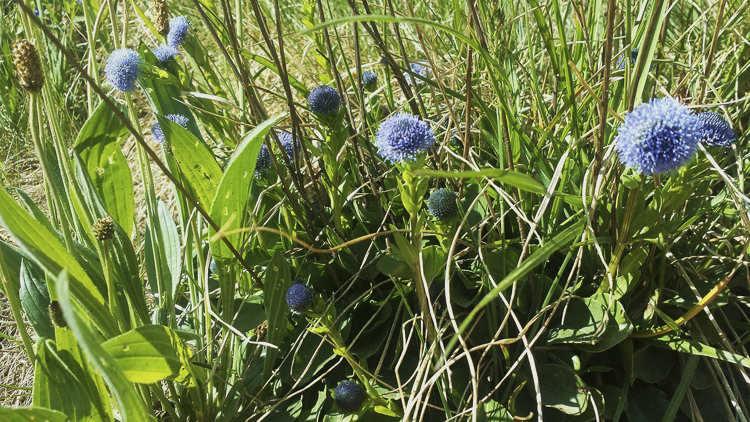blu_094.jpg