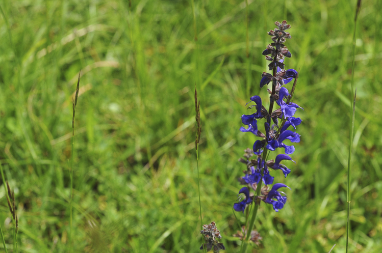 blu_097.jpg