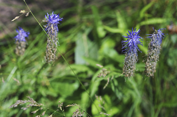 blu_099.jpg