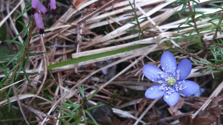 blu_104.jpg