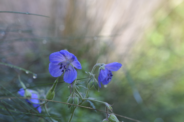 blu_129.jpg