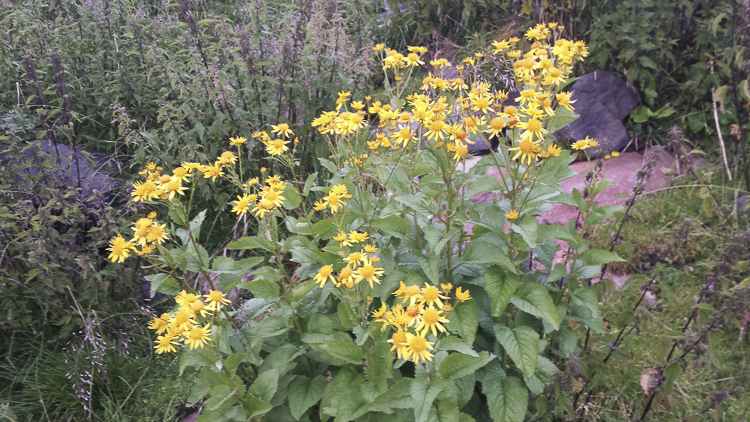 giallo_078.jpg
