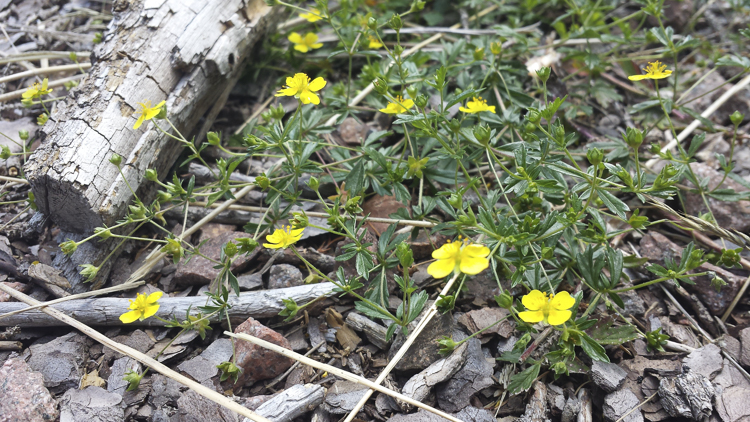 giallo_080.jpg