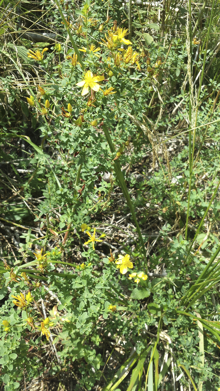 giallo_081.jpg