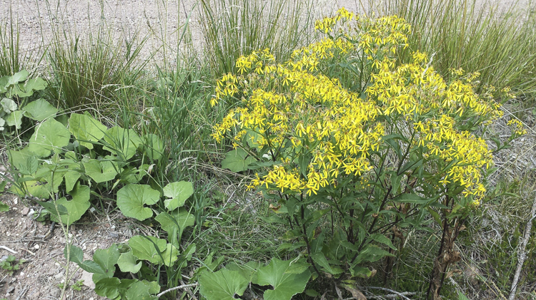 giallo_083.jpg