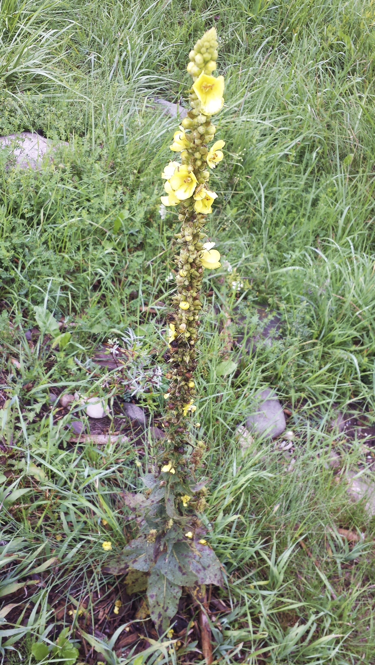 giallo_087.jpg