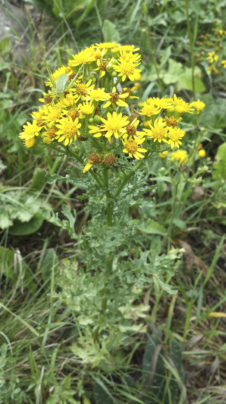 giallo_089.jpg