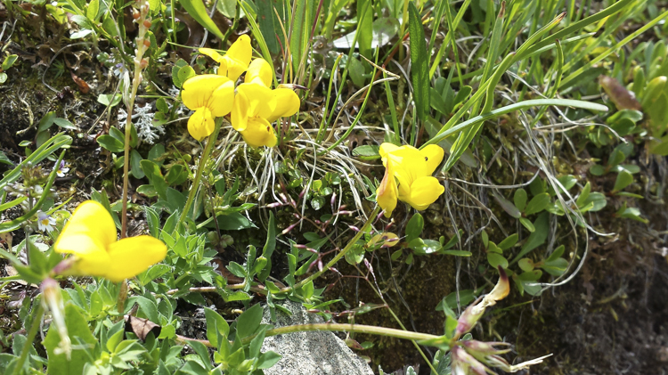 giallo_091.jpg