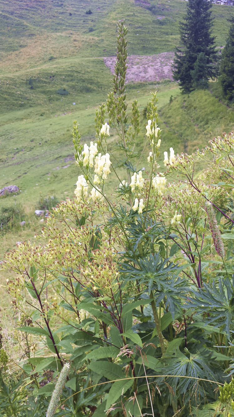 giallo_094.jpg