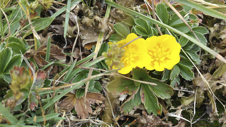 giallo_098.jpg