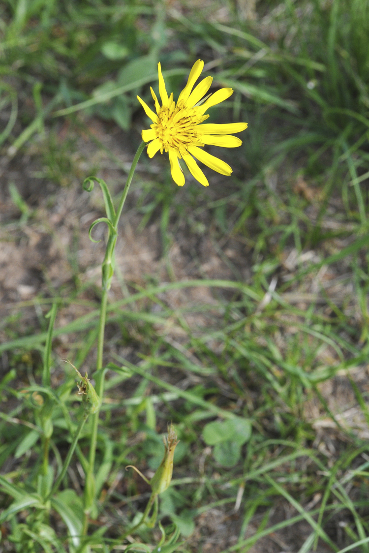 giallo_100.jpg