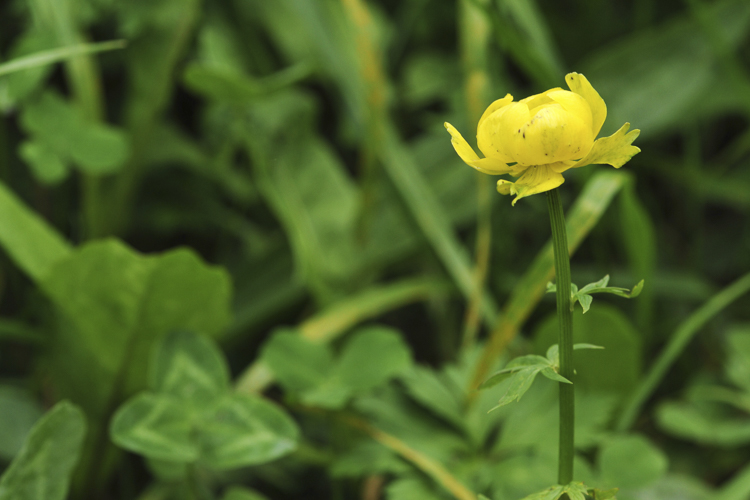 giallo_101.jpg