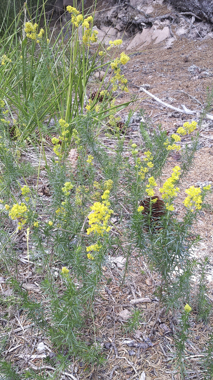 giallo_103.jpg