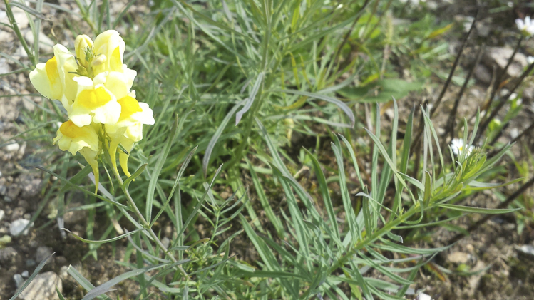 giallo_104.jpg
