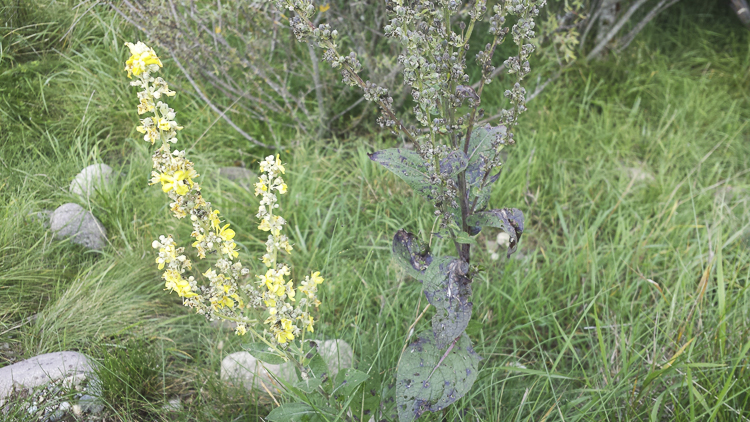 giallo_105.jpg