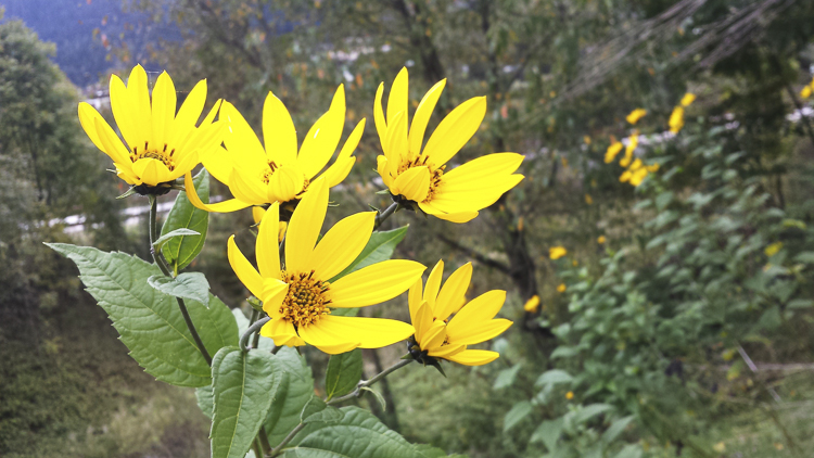 giallo_107.jpg