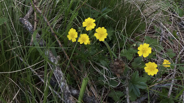 giallo_110.jpg