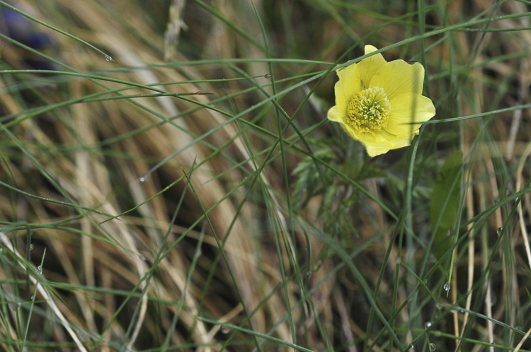 giallo_114.jpg