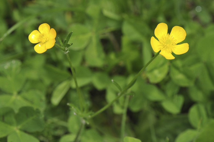 giallo_116.jpg