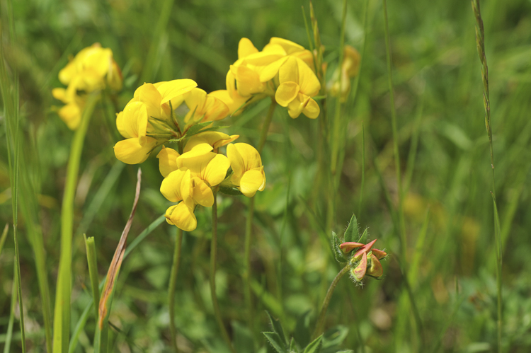 giallo_117.jpg