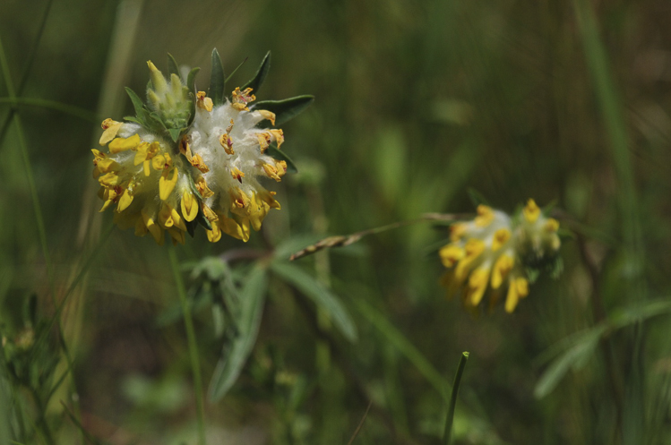 giallo_124.jpg