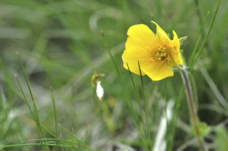 giallo_125.jpg