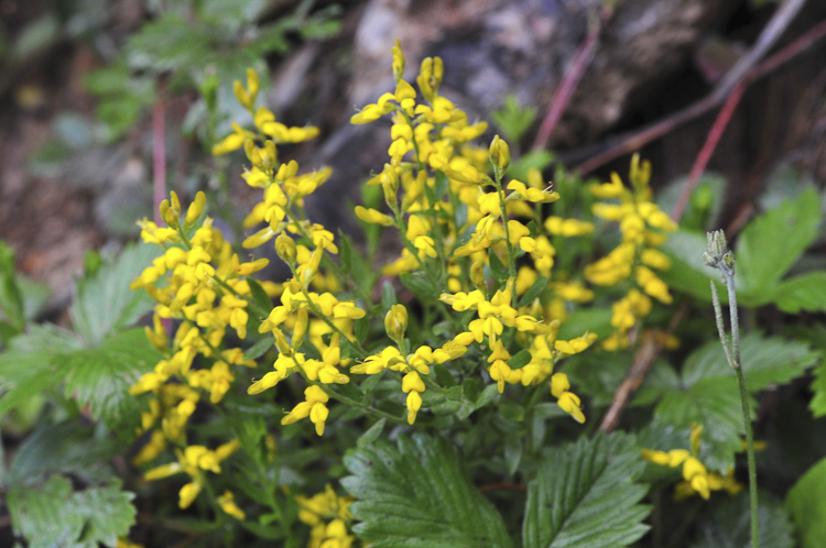 giallo_126.jpg