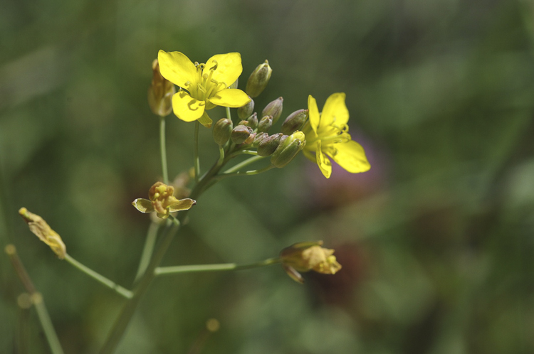 giallo_132.jpg