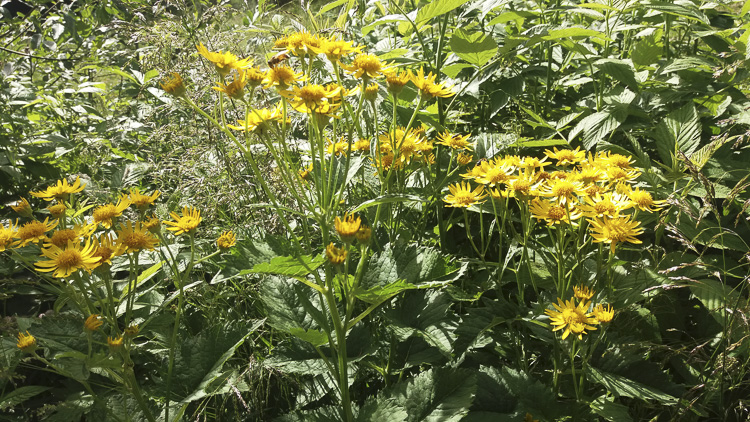 giallo_135.jpg
