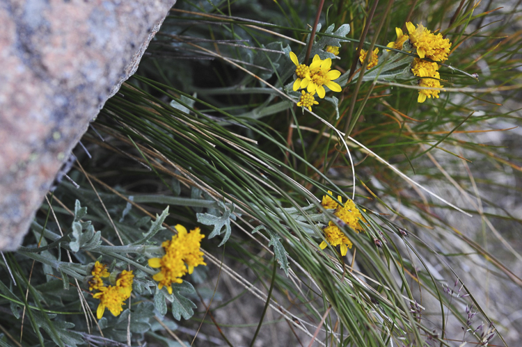giallo_138.jpg