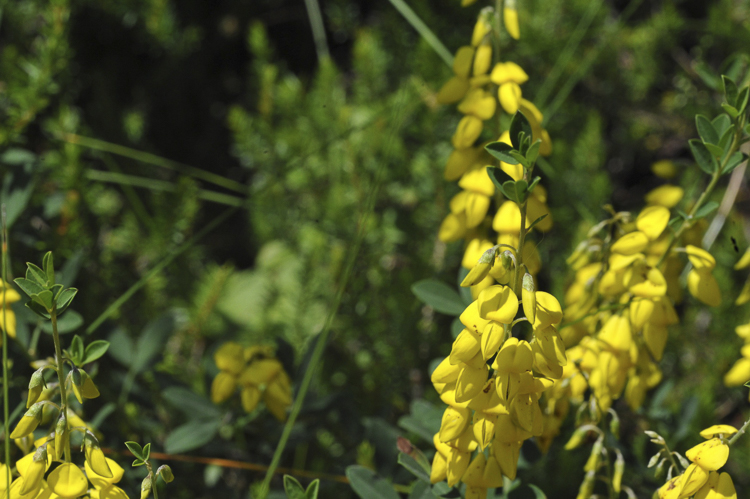 giallo_139.jpg