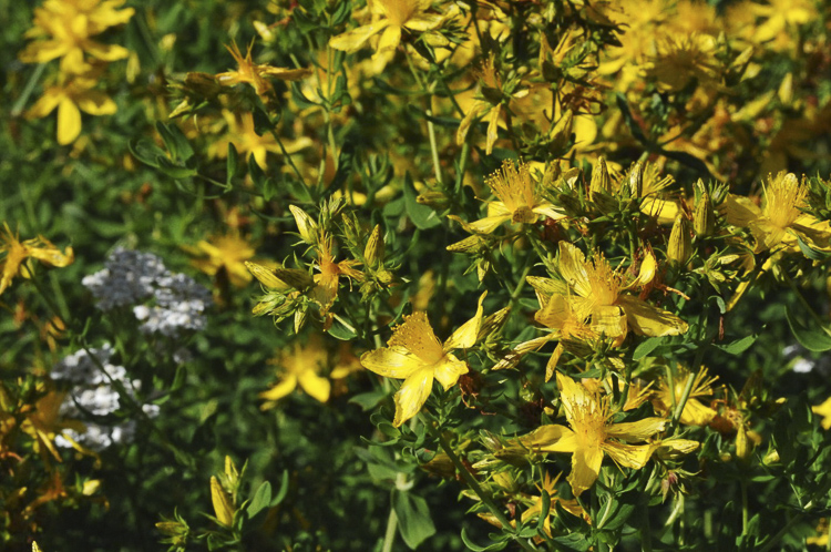 giallo_155.jpg