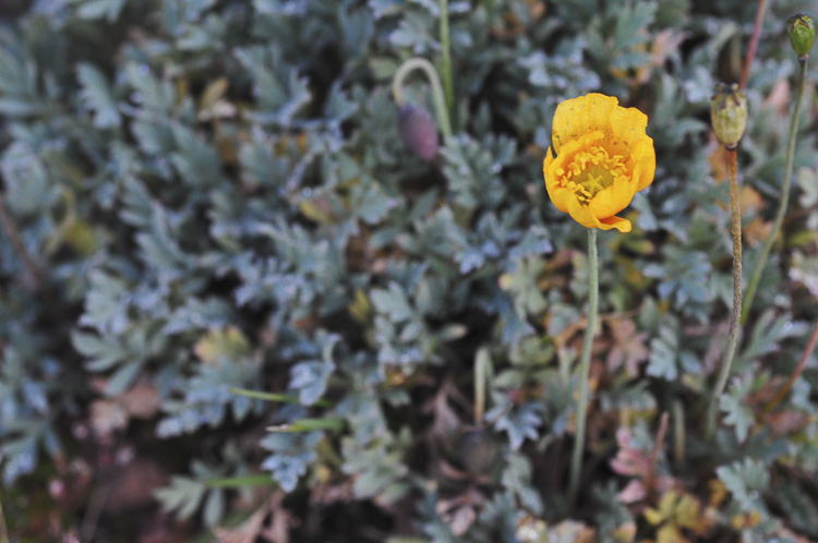 giallo_156.jpg