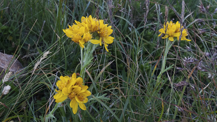 giallo_160.jpg