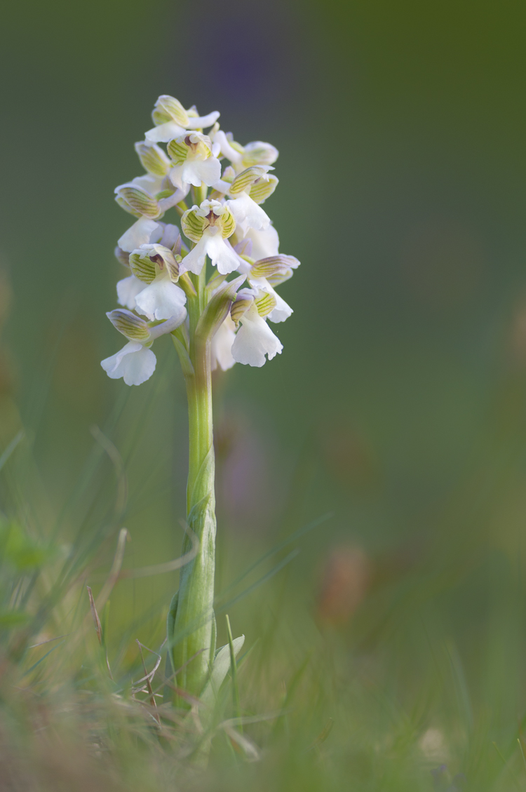 orchidee_100.jpg
