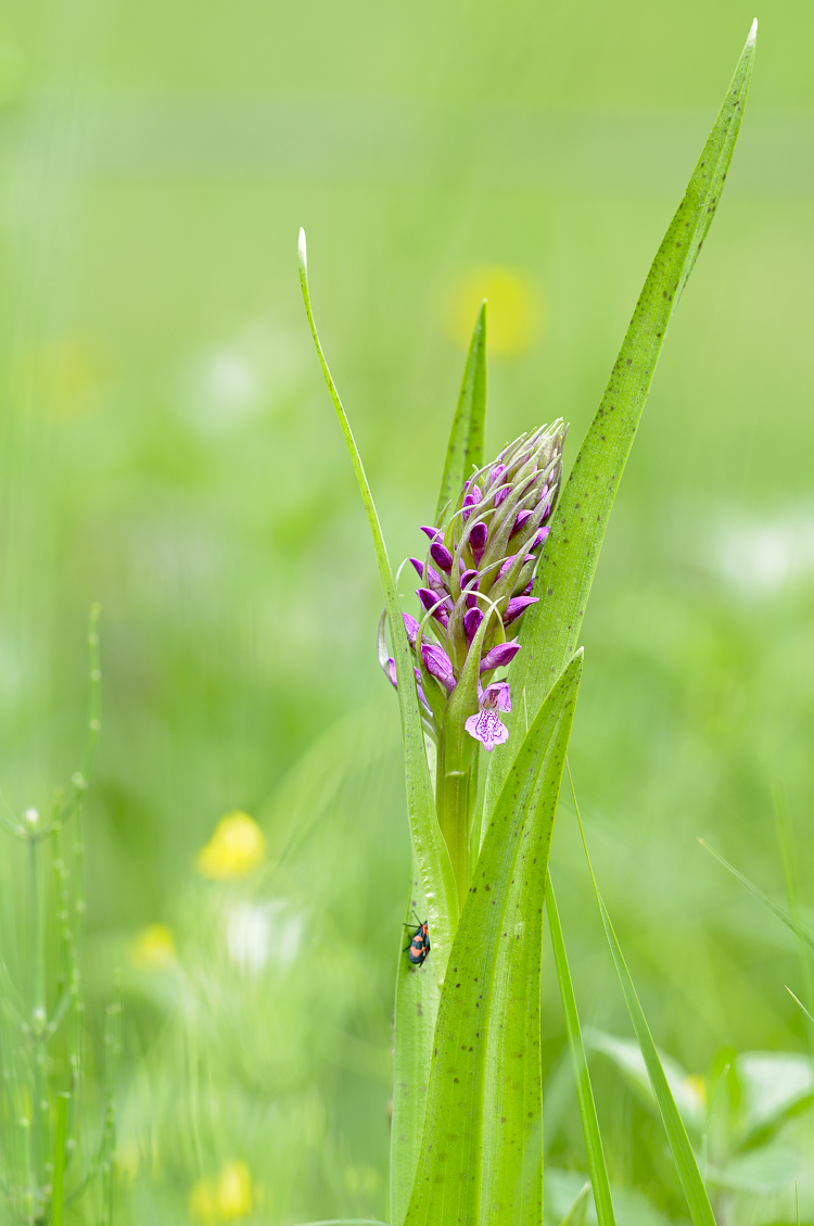 orchidee_101.jpg