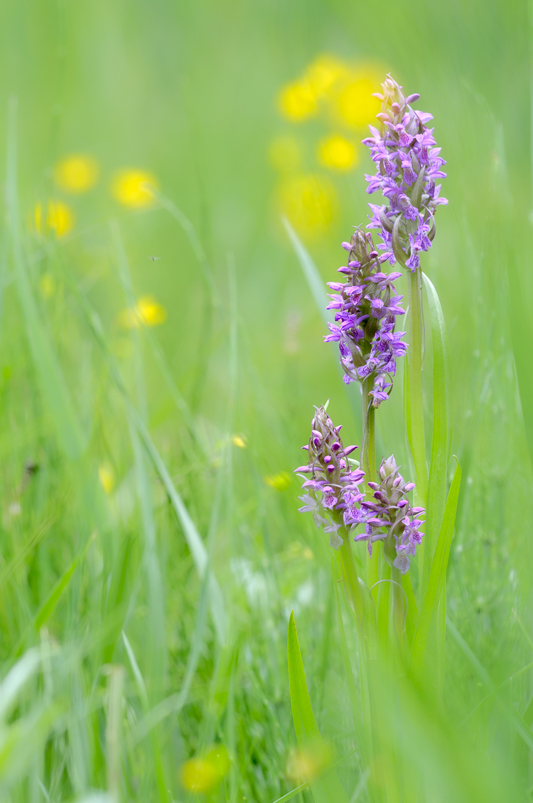 orchidee_102.jpg