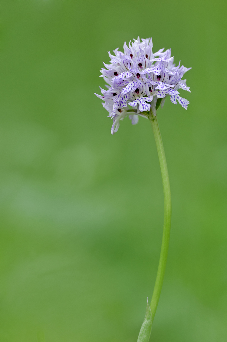 orchidee_103.jpg