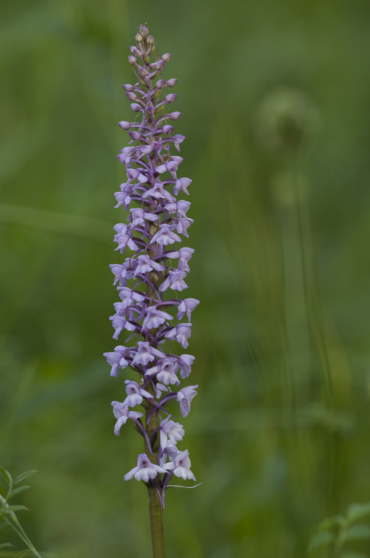 orchidee_104.jpg