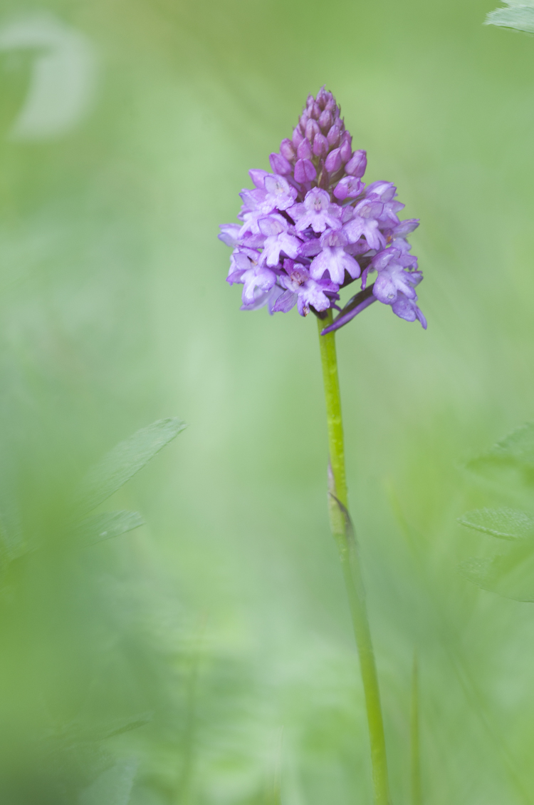 orchidee_105.jpg