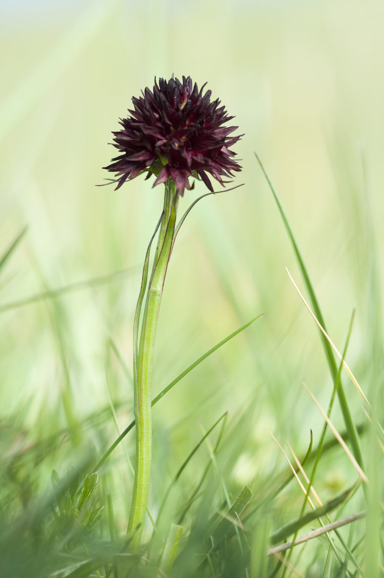 orchidee_106.jpg
