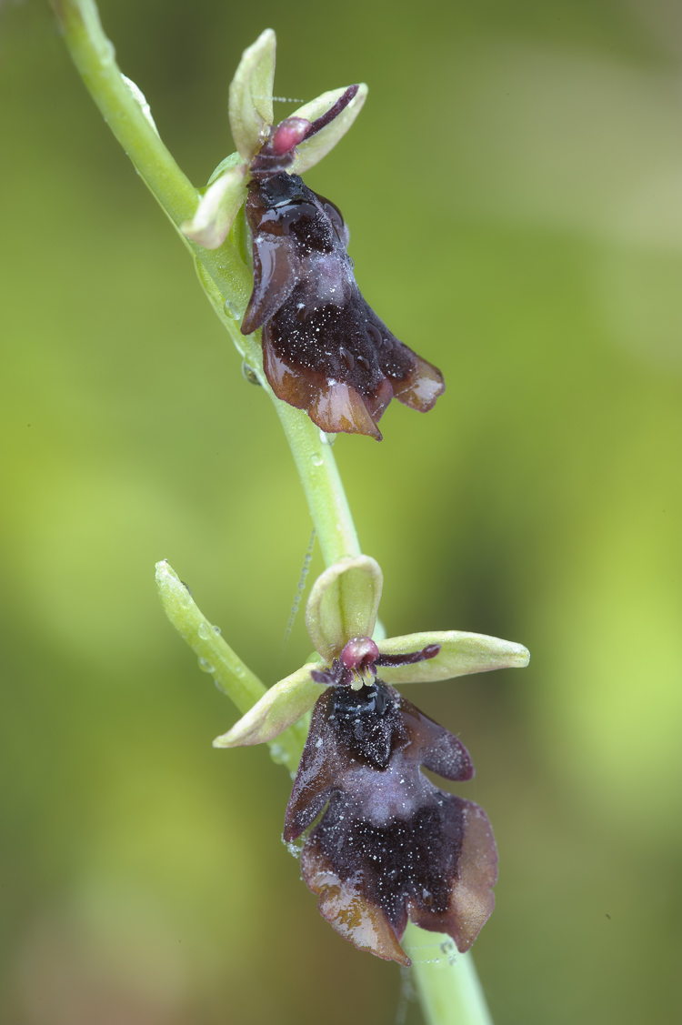 orchidee_109.jpg