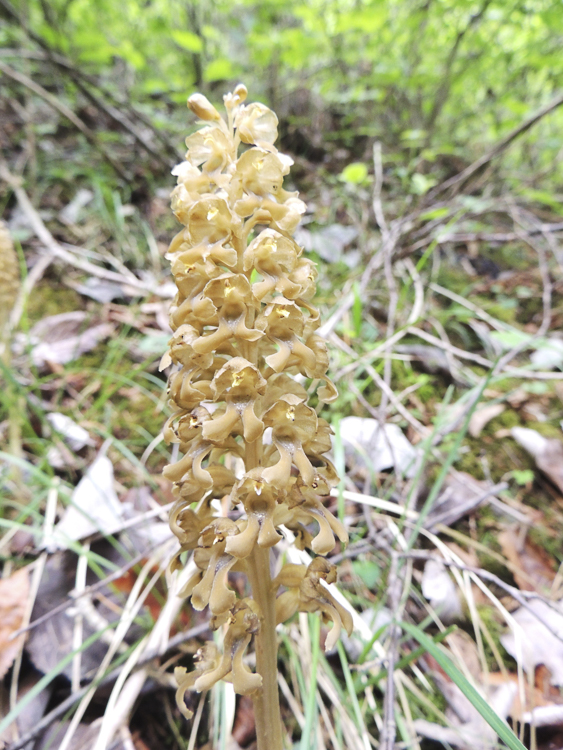 orchidee_110.jpg