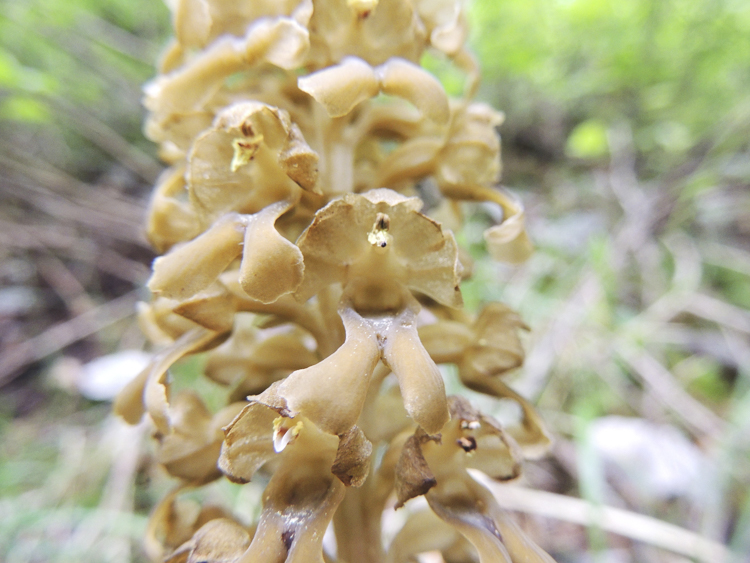 orchidee_110b.jpg