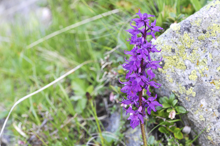 orchidee_112.jpg