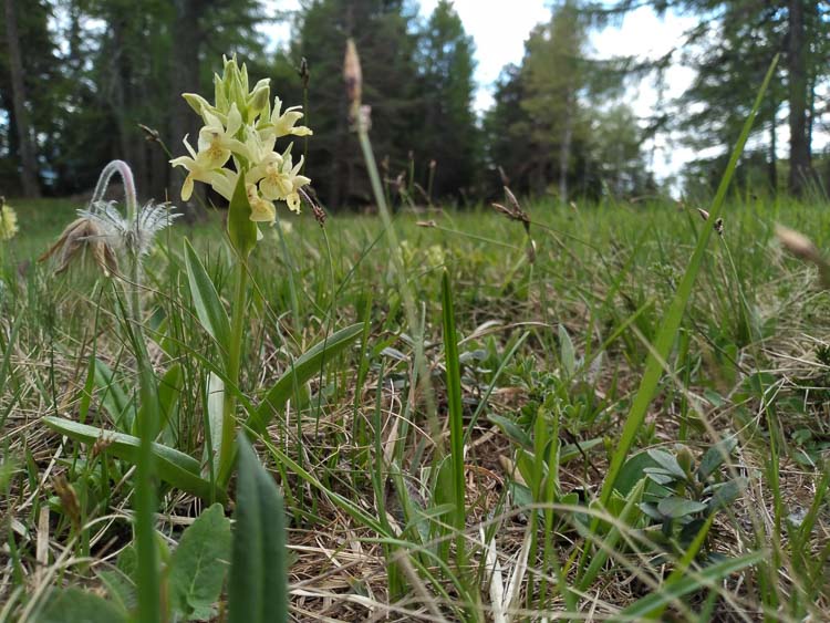 orchidee_112b.jpg
