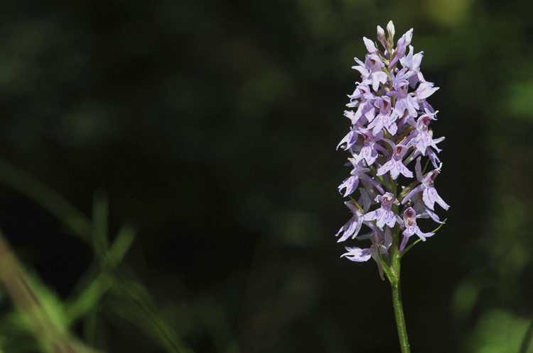 orchidee_113.jpg