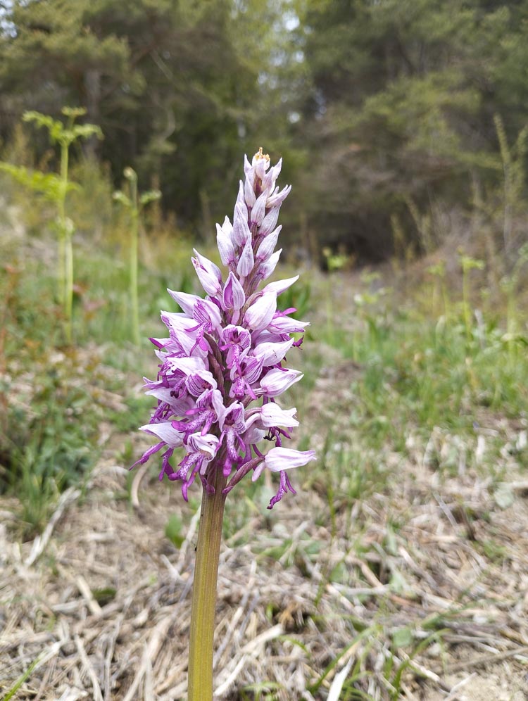 orchidee_122.jpg