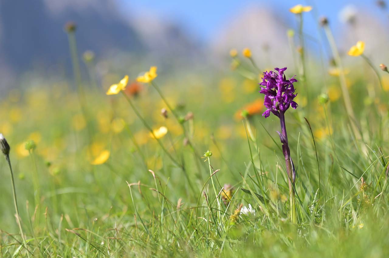 orchidee_124.jpg