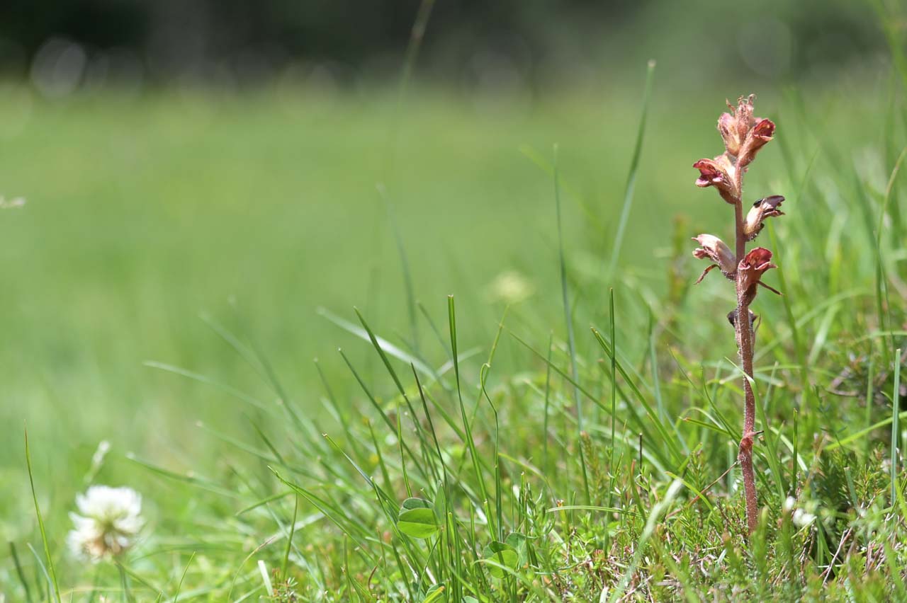 orchidee_125.jpg